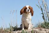 CAVALIER KING CHARLES 258